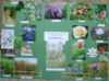 Bibelgarten auf Papier der Frauenhilfe Lügde