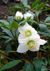 Christrose
